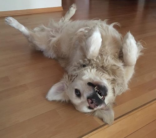 My dog buddy lying on his back