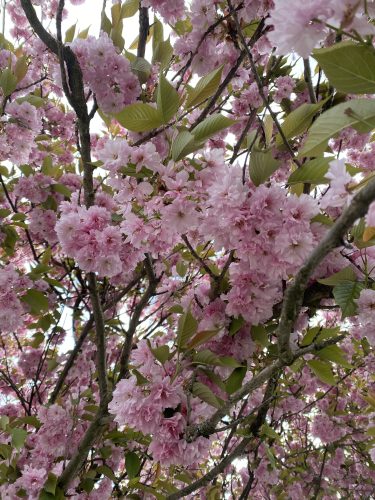 A close-up view of a blooming cherry blossom tree with clusters of soft pink flowers and fresh green leaves. The branches are densely covered with blossoms, creating a vibrant and delicate display of springtime beauty.