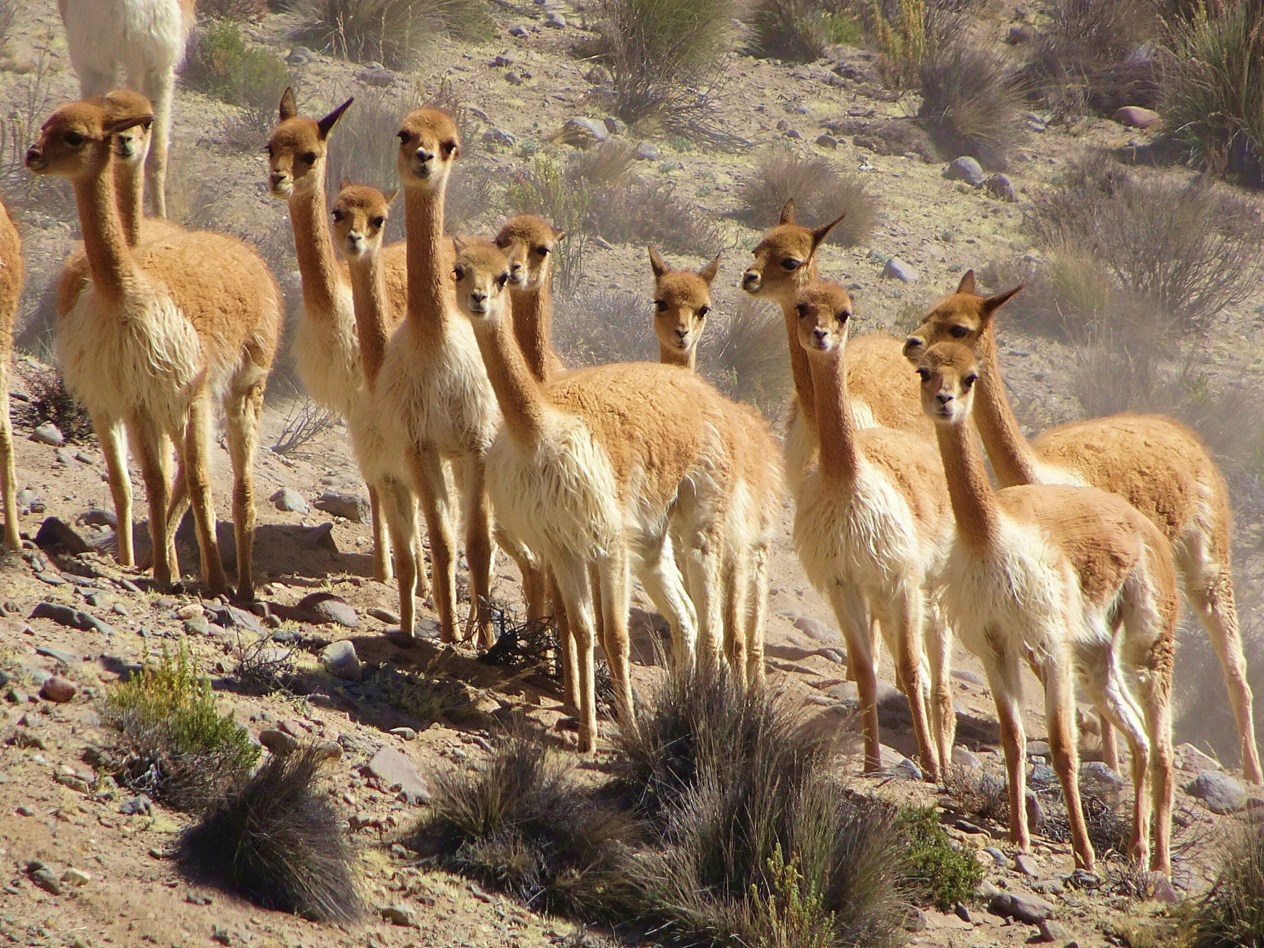 Group of wild vicuñas standing on a rocky Andean hillside, known for their fine, soft fleece