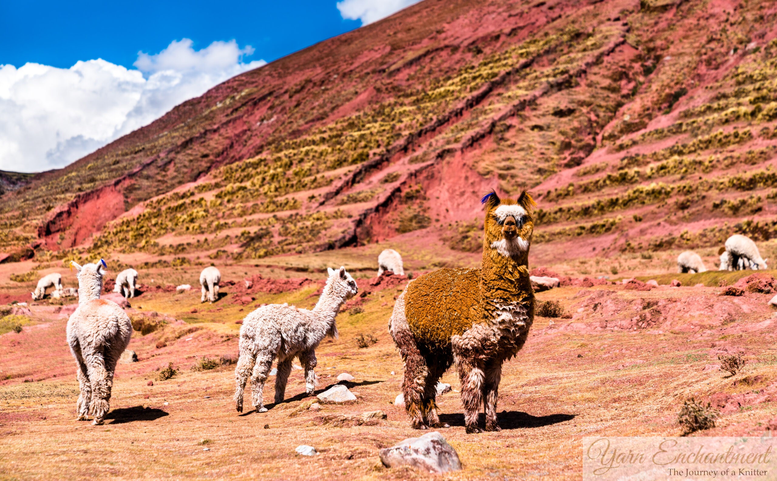 Alpacas grazing on a colorful Andean hillside with red earth and blue sky, one looking toward the camera