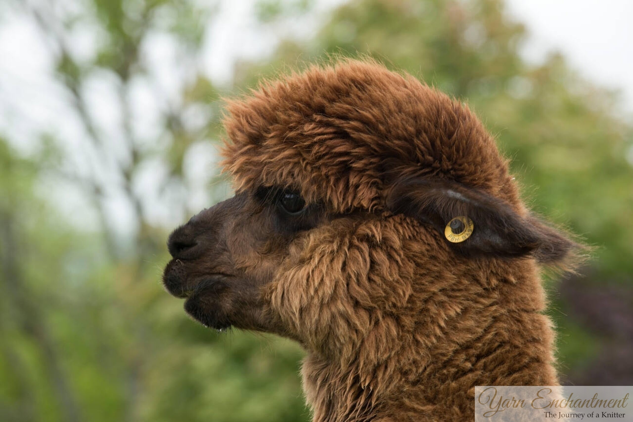 Close-up of a brown Huacaya alpaca with fluffy fleece and ear tag, set against a green blurred background