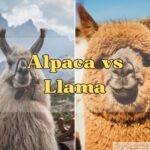 Side-by-side comparison of a white llama with a halter and a brown alpaca, labeled ‘Alpaca vs Llama’ for easy identification.