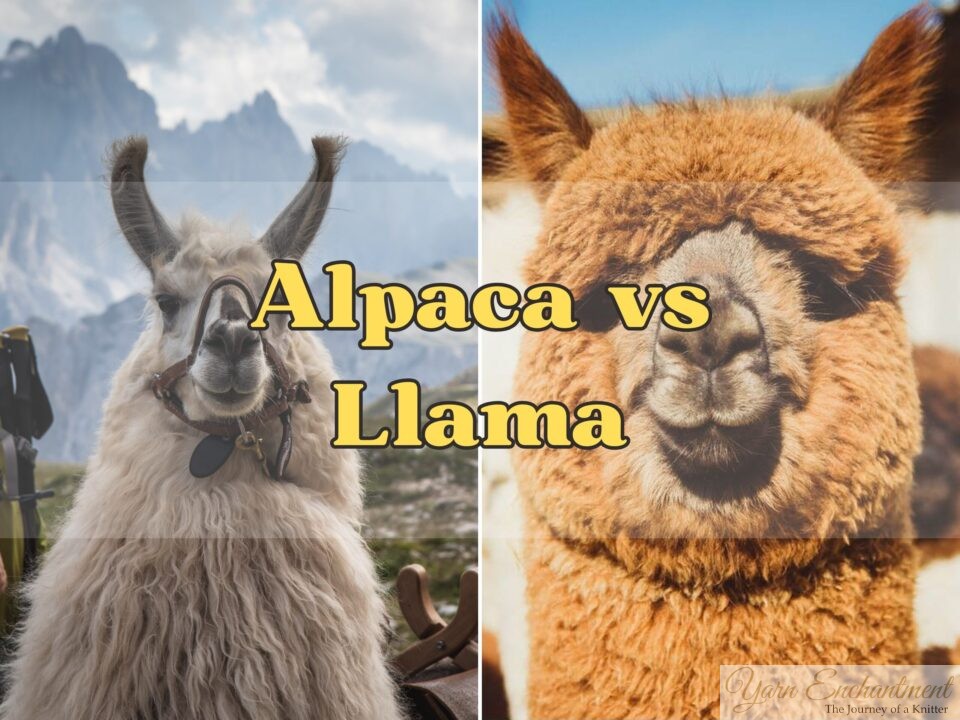 Side-by-side comparison of a white llama with a halter and a brown alpaca, labeled ‘Alpaca vs Llama’ for easy identification.