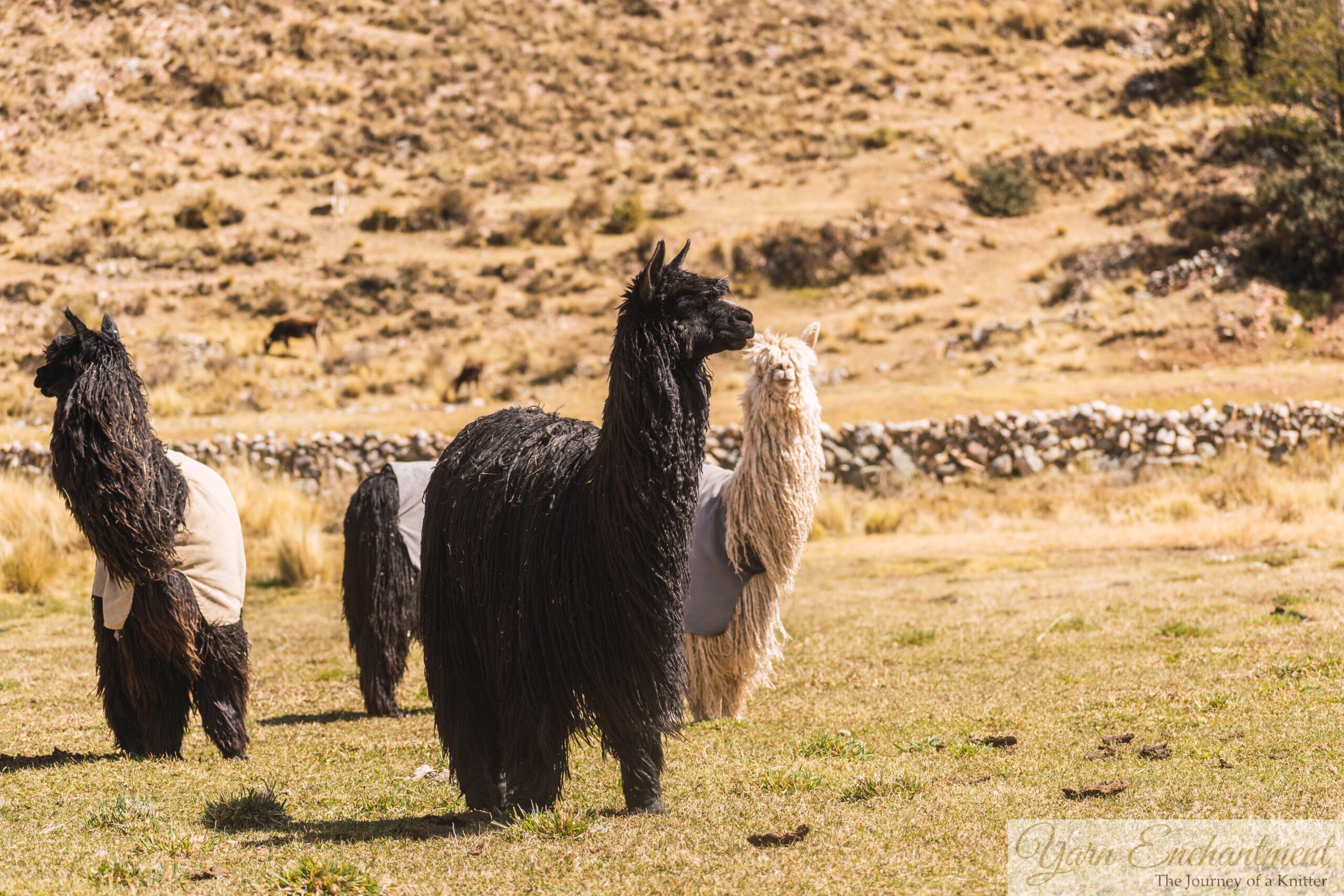 Black Suri alpaca with long, silky locks standing in a field, alongside a fluffy Huacaya alpaca in the background
